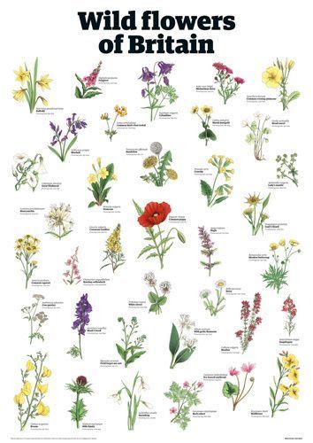 Wildflowers British Wild Flowers Wedding Flowers Wildflowers Types