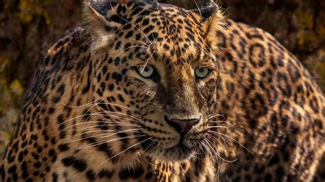 Jaguar Predator Wild Big Cat