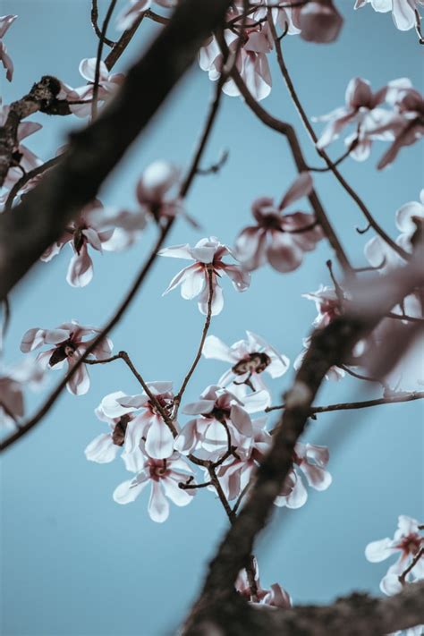 Pretty Photos Of Cherry Blossoms Popsugar Smart Living Uk Photo 11