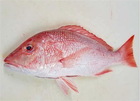 They have a long triangular face with the upper part sloping more in 2010 and 2011, regulations prohibited harvest of red snapper in the south atlantic to protect the population from too much fishing pressure and to. Florida American Red Snapper - Made You Hungry
