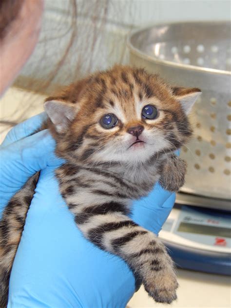 The Black Footed Cat Kittens Are Back And Hunting Crickets Huffpost