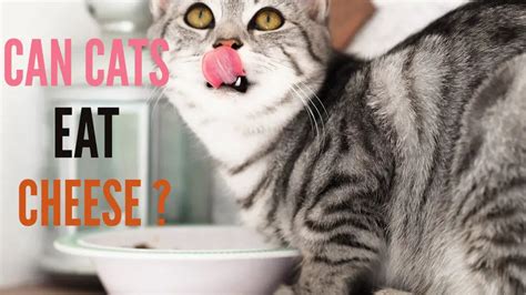 Can Cats Eat Cheese A Cat Diet Guide Kitty County