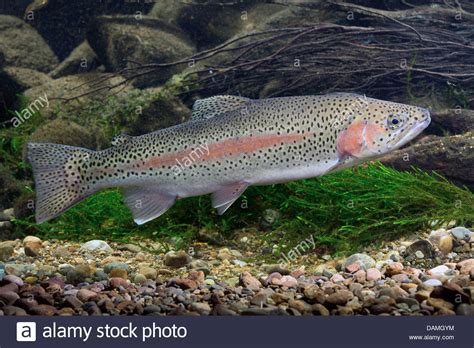 La trucha arcoiris (oncorhynchus mykiss), es una especie de salmónidos nativa de los afluentes de la océano pacífico en asia y américa del norte, así como gran parte de la central, occidental, oriental, y especialmente las porciones norte de los estados unidos. La trucha arco iris (Oncorhynchus mykiss, Salmo gairdneri ...