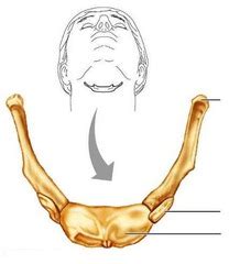 Anatomy Quiz 2 flashcards | Quizlet