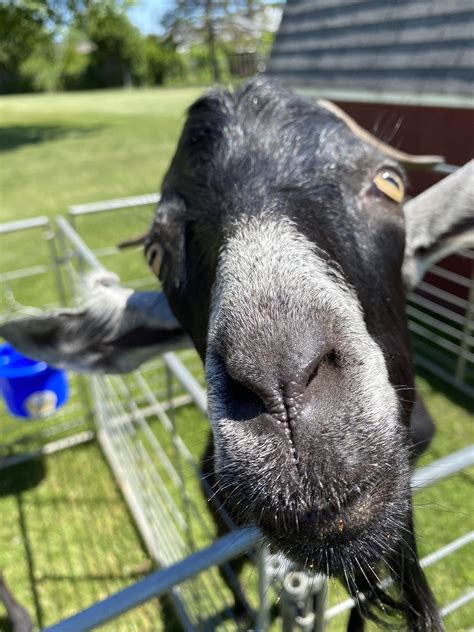 Check spelling or type a new query. Woud'st thou like to live deliciously? : boopthesnoot