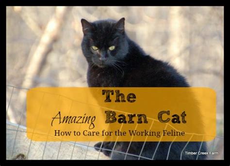 Barn Cats How To Care For The Working Feline Timber Creek Farm