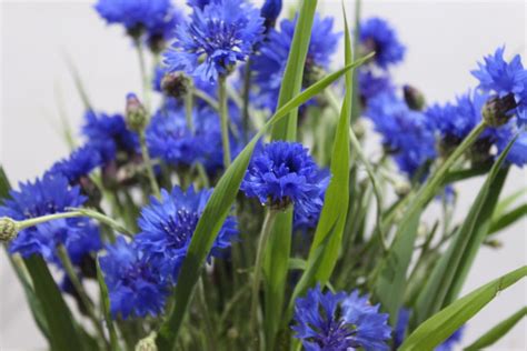 Fresh Blue Cornflower Flower Bouquet Bloomybliss Online
