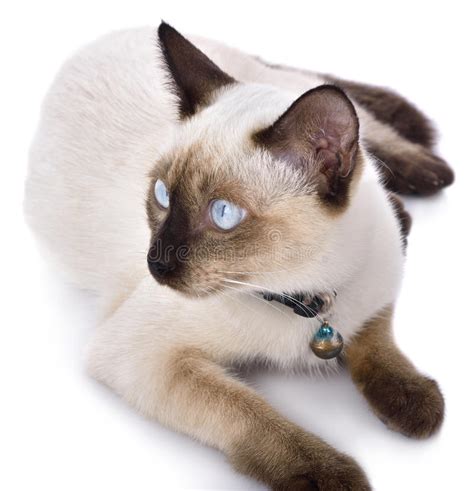 A Thai Cat Is A Traditional Or Old Style Siamese Cat Stock Photo