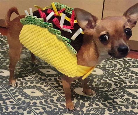 Chihuahua Halloween Cuties For 2017 I Love My Chi