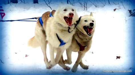 Siberian Husky Sled Dog Racing 4 Dog Teams Indian River Dog Sledding