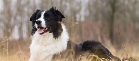 At times we may only have a few collie available so we do hope you check back soon to find and locate your new furry best friend! Border Collie Puppies For Sale | Greenfield Puppies