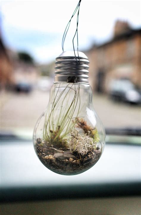 Build your own portable paradise with our range of terrarium supplies at hobbycraft. Lightbulb Terrarium · How To Make A Terrarium · Home + DIY ...