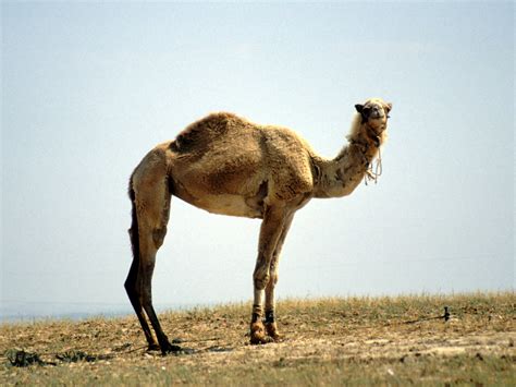 Camel Free Stock Photo  FreeImages