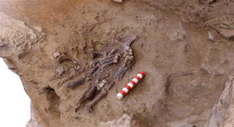 Shanidar Skeleton Discovery Sheds Light On Neanderthal Flower Burial