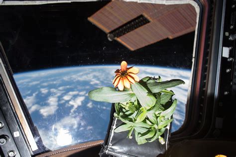 Flower Grown Inside The International Space Station Orbiting Earth