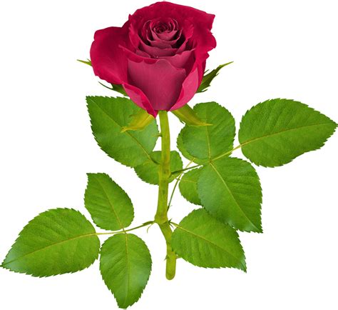Red Rose With Leaf Png Rose Flower Png Images Free Download
