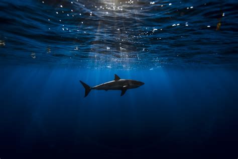 190 Shark Hd Wallpapers And Backgrounds