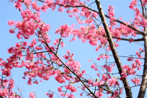 Free Images Tree Branch Sky Petal Spring Autumn Cherry Blossom