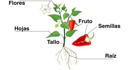 Crecimiento De Plantas Partes De Una Planta