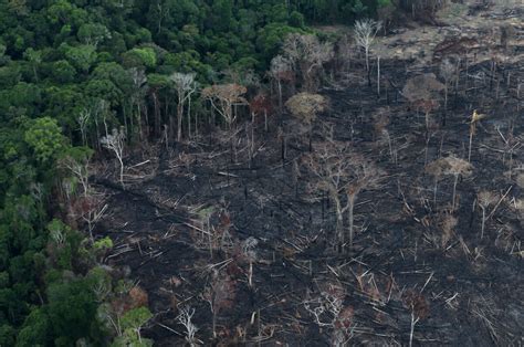 Brazil Amazon Deforestation Soars To 11 Year High Under Bolsonaro
