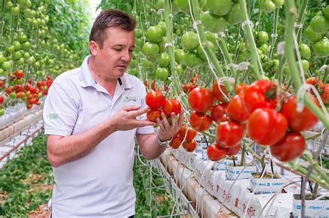 Naturefresh™ Farms Launches Ontariored™ Tomato Program Naturefresh™ Farms