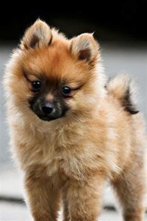 Listen to loulou de poméranie from stéphane pompougnac's living on the edge for free, and see the artwork, lyrics and similar artists. Mini chien - Chien miniature Loulou de Poméranie (avec ...