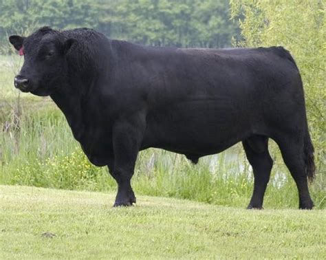 Beef Cattle Discovery Breed Angus Animal And Food Sciences