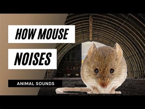 Sudden, brief impulse sounds, like many of those shown at 120 db or greater, are often given in db (no. The Animal Sounds: Mouse Sounds Audio / Sound Effect ...