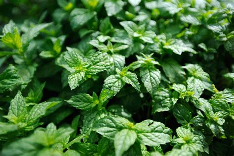 How To Grow Mint The Ultimate Plant For The Incurably Incompetent