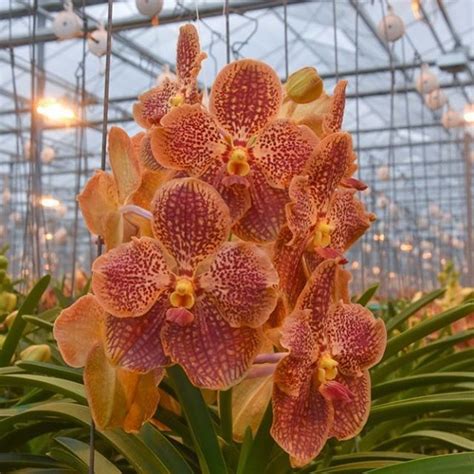 The Sunanda Retro Red Ancopurevanda Anco Vanda Vandaorchid Orchid