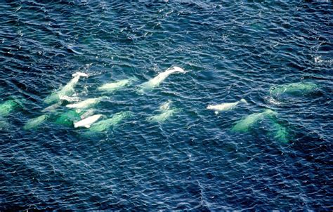 Beluga Whale Facts And Adaptations Delphinapterus Leucas