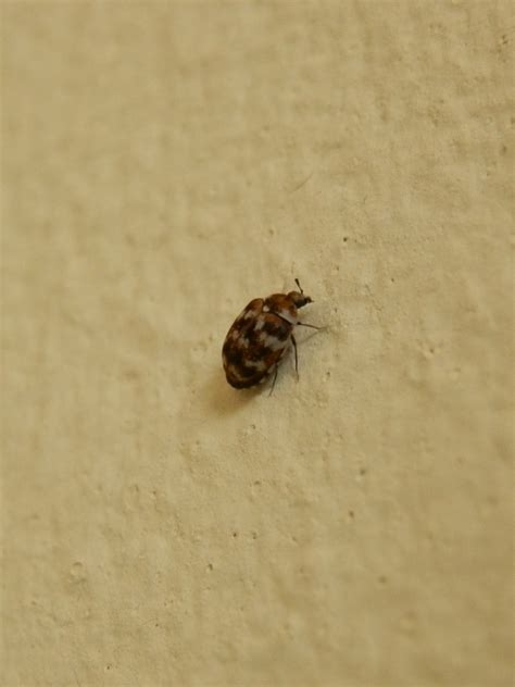 What Does A Baby Carpet Beetle Look Like Carpet Vidalondon
