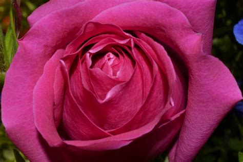 Single Pink Rose Free Stock Photo Public Domain Pictures