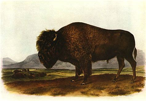 audubon american bison 15x22 hand numbered ltd edition fine art print ebay