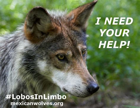 In The News Final Mexican Wolf Recovery Plan Released Lobos Of The