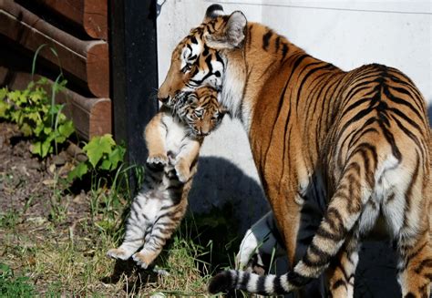 Excited Polish Zoo Unveils Rare Siberian Tiger Cubs