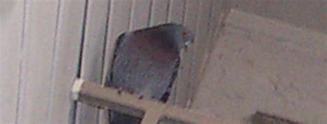 In the streets you could see _ and shoeshine boys. What to do about Pigeons in the Chimney