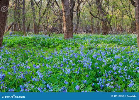 Field Of Bluebell Flowers Stock Photo Image Of Bull 48913752
