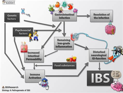 Etiology And Pathogenesis Of Ibs Ribsresearch