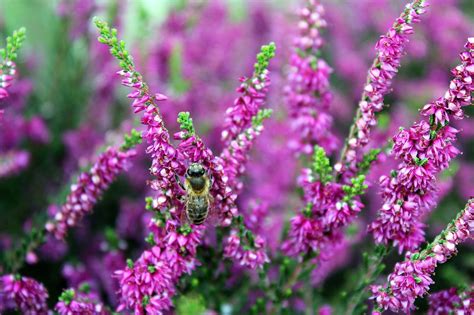 Heide Pflanze Natur - Kostenloses Foto auf Pixabay