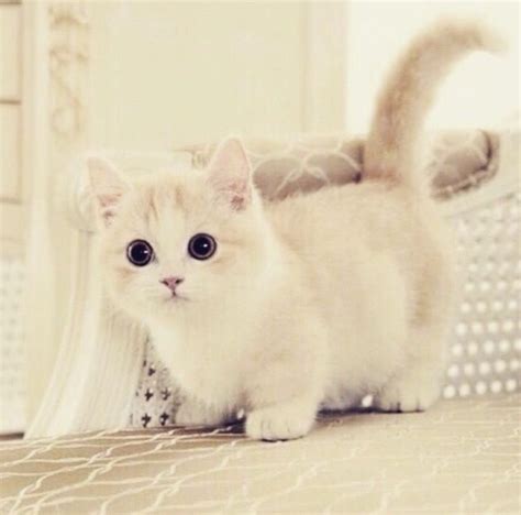 A Cute Animals Kittens Cutest Munchkin Kitten