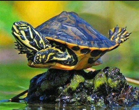 Pin By Bernadette Garcia On Turtles Cute Turtles Funny Animals Baby