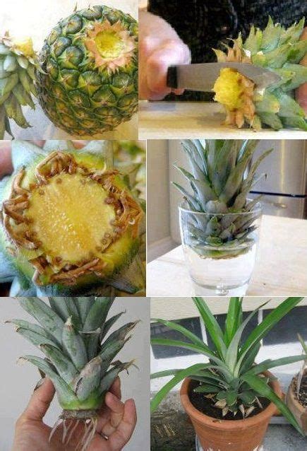 How To Grow Your Own Pineapple Small Vegetable Gardens Vegetable