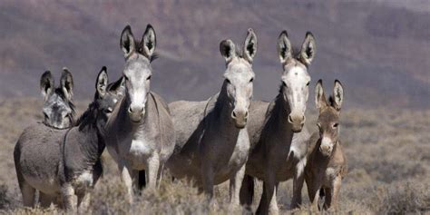 Wild Donkeys And Horses Dig Wells In The Desert Help Life Thrive Zme