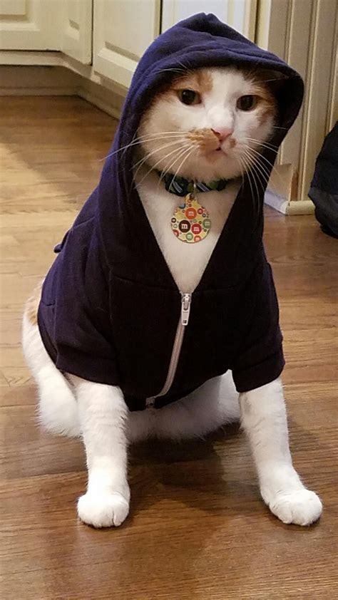 Psbattle This Cat Wearing A Hoodie Funny Cat Pictures Cute Animals
