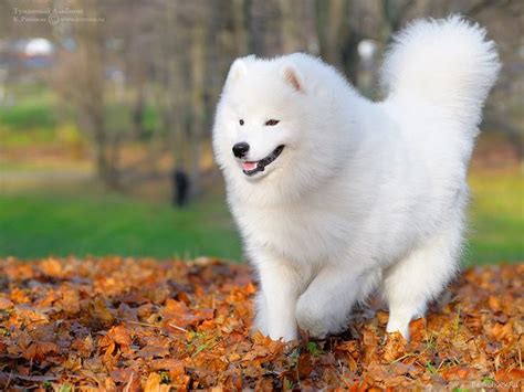 Are Samoyed Dogs Expensive