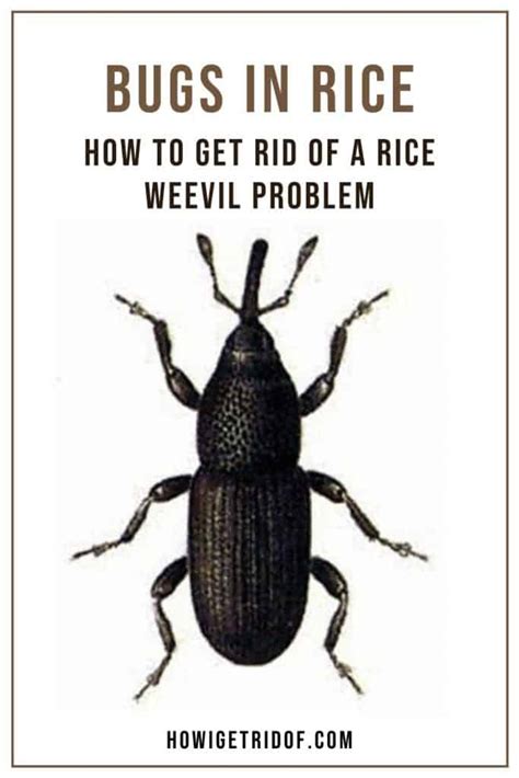 Bugs In Rice How To Get Rid Of A Rice Weevil Problem How I Get Rid Of