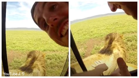 野生のライオンをなでようとした男性にハプニング！ 衝撃の瞬間を動画がとらえる・・「危うく頭ごと食べられるところだった」[動画あり] Tvgroove
