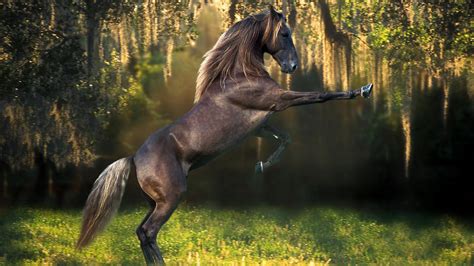 41 Horse Wallpapers Wallpaperboat