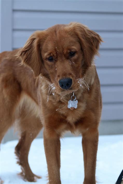 A warm welcome to you from arkansas! Golden Retriever Dark Red - #Dark #golden #red #retriever ...